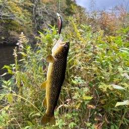 ブラウントラウト