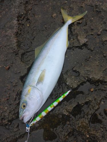 ツバスの釣果