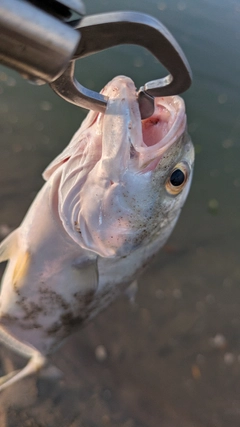 メッキの釣果