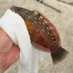 ホシササノハベラの釣果