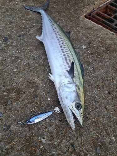 南港魚つり公園