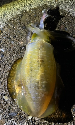 アオリイカの釣果