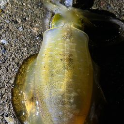 アオリイカ