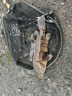チャイロマルハタの釣果