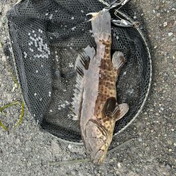 チャイロマルハタ
