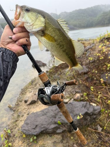 ラージマウスバスの釣果