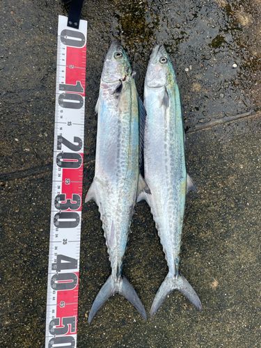 サゴシの釣果