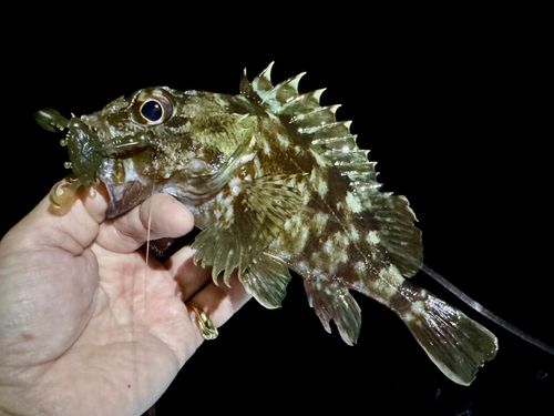 ガシラの釣果