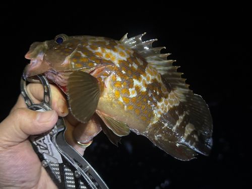 アコウの釣果
