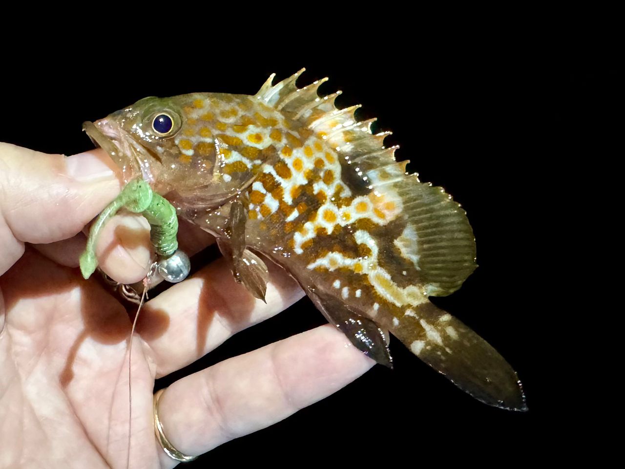 アコウ