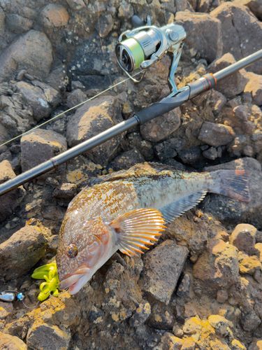 アイナメの釣果