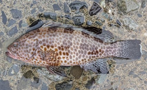 オオモンハタの釣果