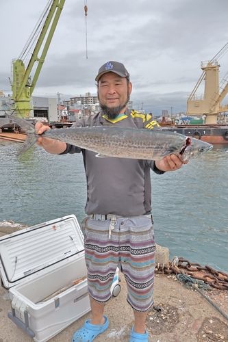 サワラの釣果