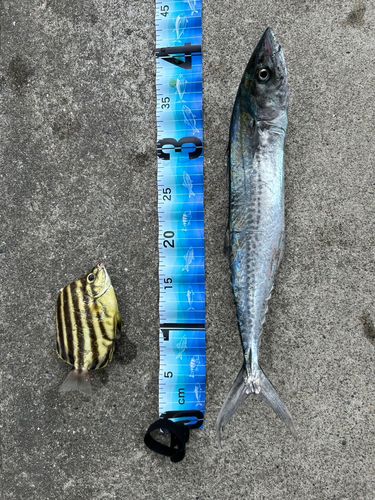 サワラの釣果