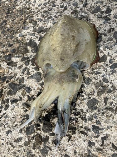 コウイカの釣果