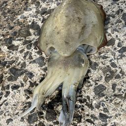 モンゴウイカ