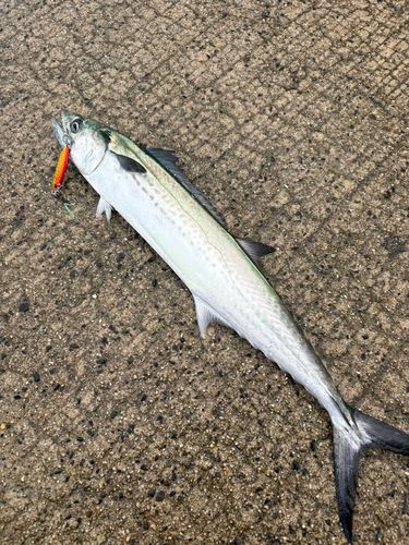 サゴシの釣果