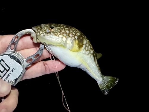 フグの釣果