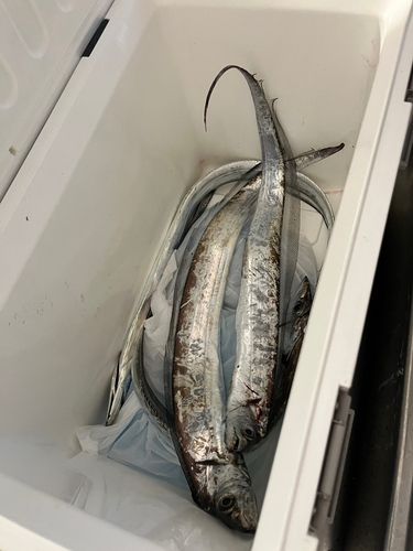 タチウオの釣果