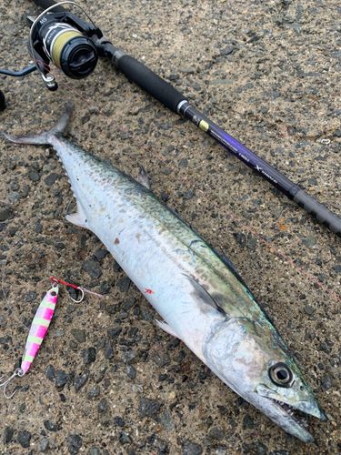 サゴシの釣果