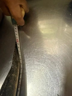 マゴチの釣果