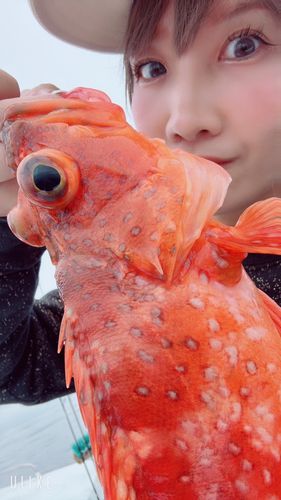 ウッカリカサゴの釣果