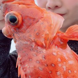 ウッカリカサゴ