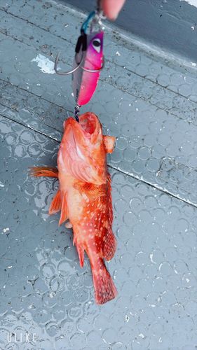 ウッカリカサゴの釣果