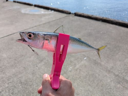 サバの釣果