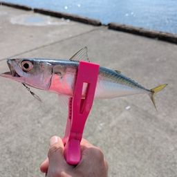 サバ