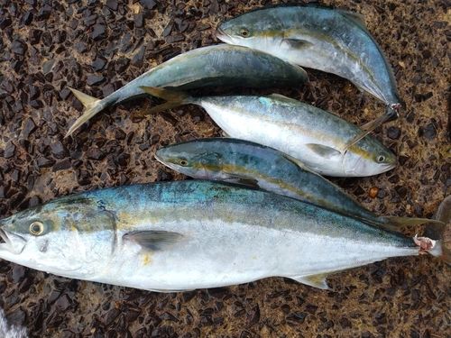 ヤズの釣果