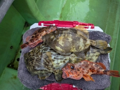 カワハギの釣果