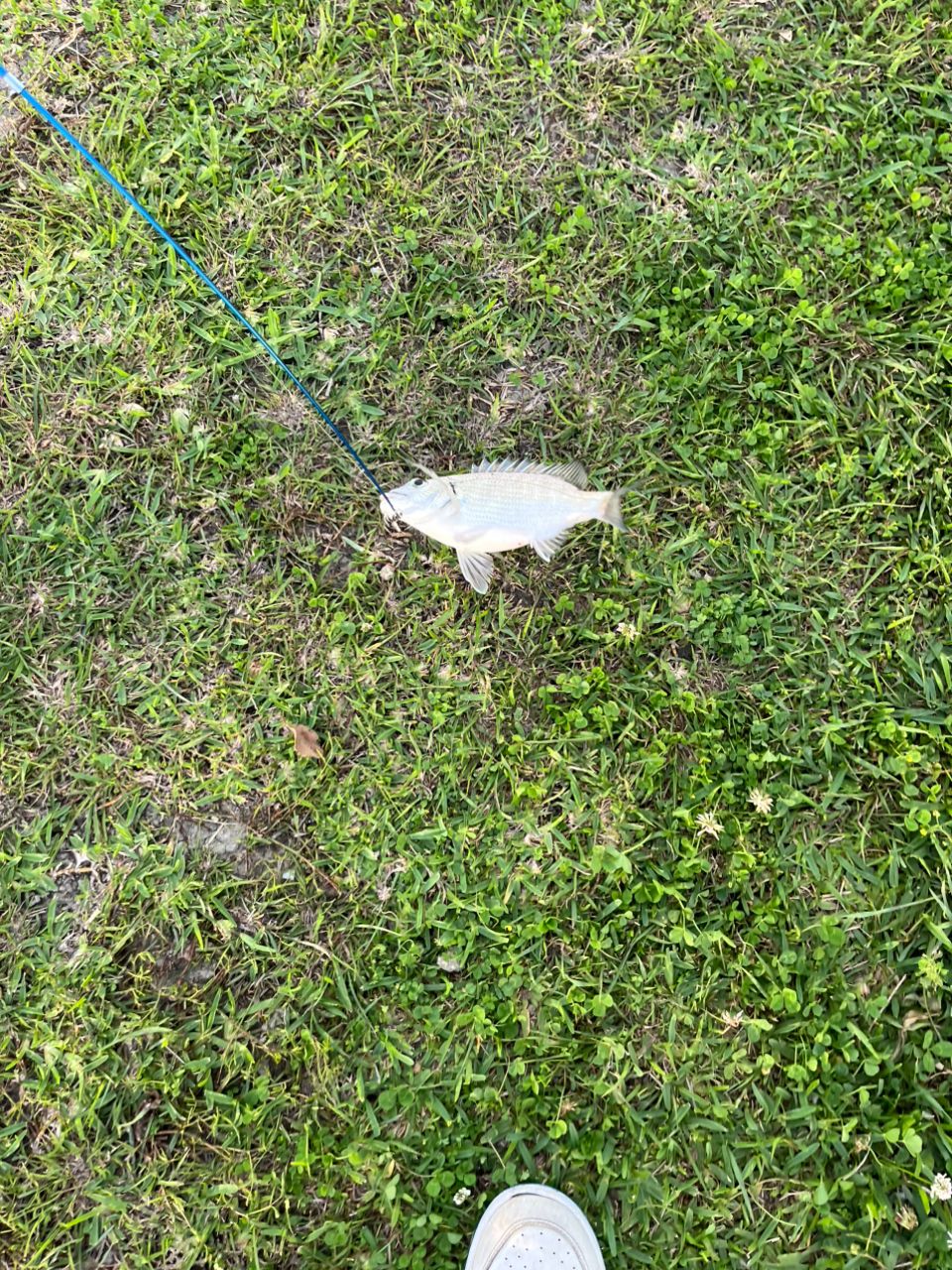 ミナミクロダイ