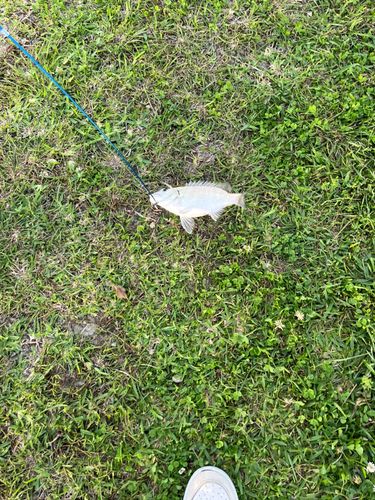 ミナミクロダイ