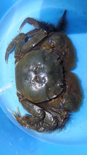 モクズガニの釣果