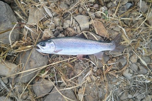 ニジマスの釣果