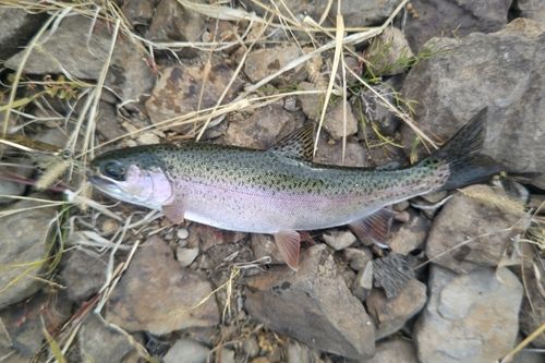 ニジマスの釣果