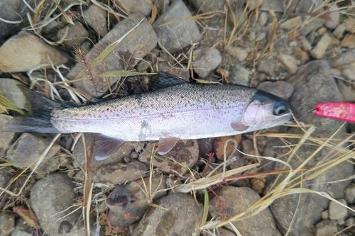 ニジマスの釣果