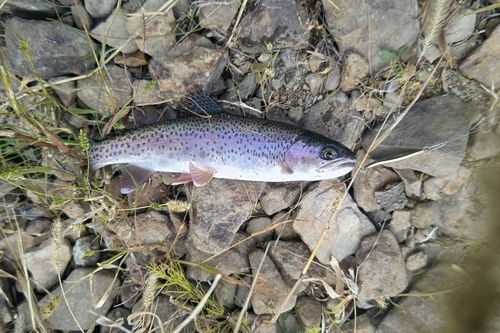 ニジマスの釣果