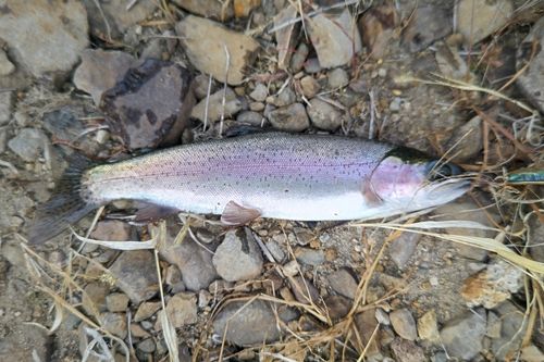 ニジマスの釣果