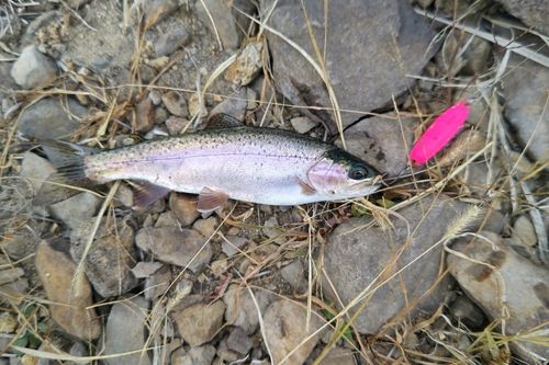 ニジマスの釣果