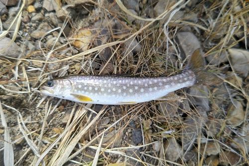アメマスの釣果