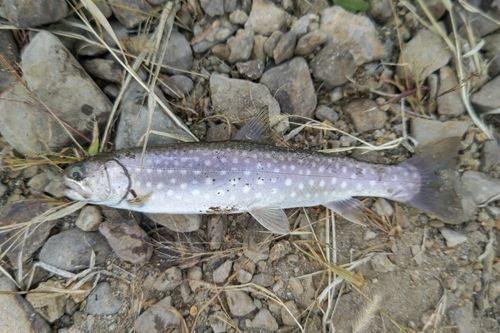 アメマスの釣果