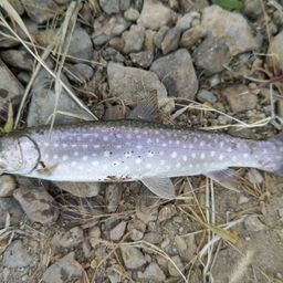 アメマス