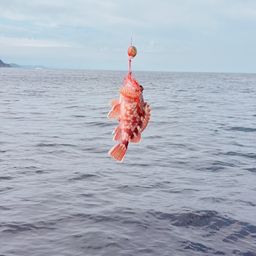 ガシラ