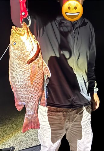 ゴマフエダイの釣果