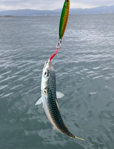 サバの釣果