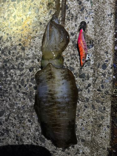 アオリイカの釣果