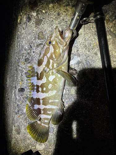 クエの釣果