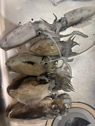 アオリイカの釣果